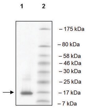 ATAD2A (981-1108) human recombinant, expressed in E. coli, &#8805;90% (SDS-PAGE)