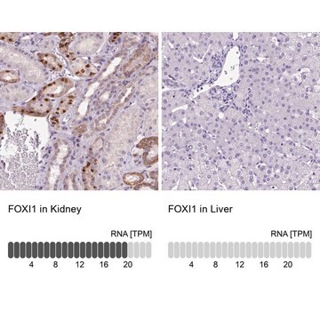 Anty-FOXI1 Prestige Antibodies&#174; Powered by Atlas Antibodies, affinity isolated antibody, buffered aqueous glycerol solution