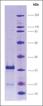 p75-CTR (C-terminal region) human recombinant, expressed in E. coli, &#8805;80% (SDS-PAGE)