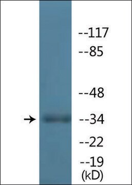 Anti-phospho-TAL-1 (pSer122) antibody produced in rabbit affinity isolated antibody