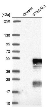 Anti-ST3GAL1 antibody produced in rabbit Prestige Antibodies&#174; Powered by Atlas Antibodies, affinity isolated antibody, buffered aqueous glycerol solution