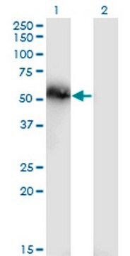 Anti-TNS4 Mouse mAb (3B8) liquid, clone 3B8, Calbiochem&#174;