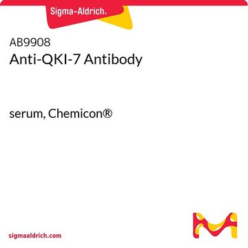 Anti-QKI-7 Antibody serum, Chemicon&#174;