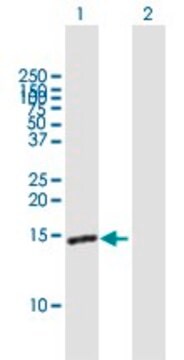 Anti-FABP7 antibody produced in mouse purified immunoglobulin, buffered aqueous solution