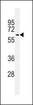 ANTI-ATG14 (CENTER) antibody produced in rabbit affinity isolated antibody, buffered aqueous solution