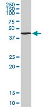 Anti-TANK Rabbit pAb liquid, Calbiochem&#174;