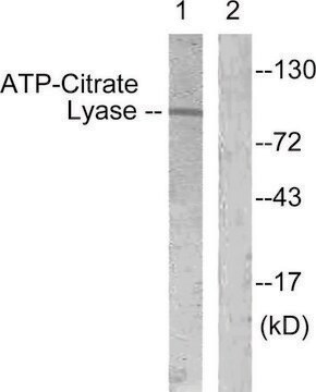 Anti-ATP-Citrate Lyase antibody produced in rabbit affinity isolated antibody