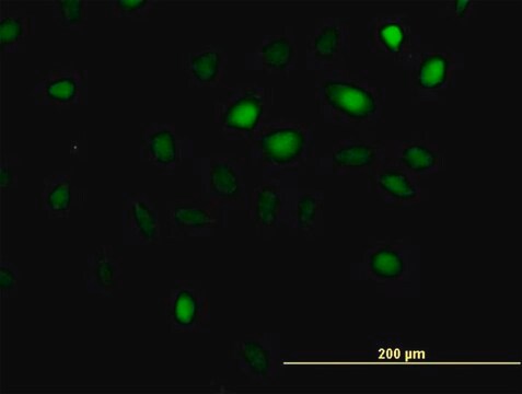 Anti-ANKRD1 antibody produced in mouse IgG fraction of antiserum, buffered aqueous solution