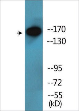 Anti-phospho-NFAT5/TonEBP (pSer155) antibody produced in rabbit affinity isolated antibody