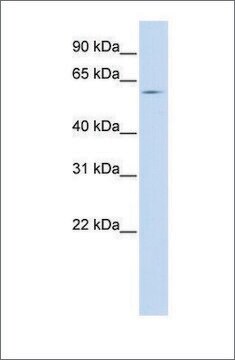 Anti-SLC15A4 antibody produced in rabbit affinity isolated antibody