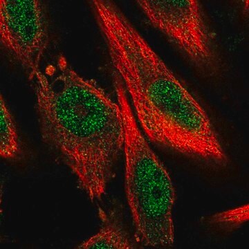 Anti-BPTF antibody produced in rabbit Prestige Antibodies&#174; Powered by Atlas Antibodies, affinity isolated antibody