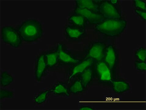 Monoclonal Anti-PDIA5 antibody produced in mouse clone 3A3, purified immunoglobulin, buffered aqueous solution