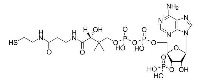 辅酶A（游离酸） Avanti Research&#8482; - A Croda Brand 870700P, powder