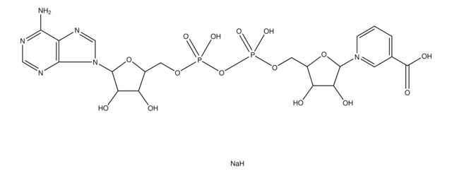 ニコチン酸アデニンジヌクレオチド ナトリウム塩 &#8805;98%