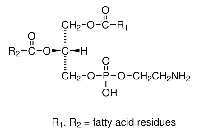 3-sn-Fosfatidiletanolamina from bovine brain Type I, &#8805;98% (TLC), lyophilized powder