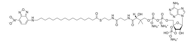 16-NBD-16:0辅酶A Avanti Research&#8482; - A Croda Brand 810705P, powder