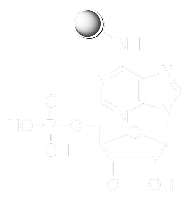 アデノシン5&#8242;-一リン酸-アガロース lyophilized powder