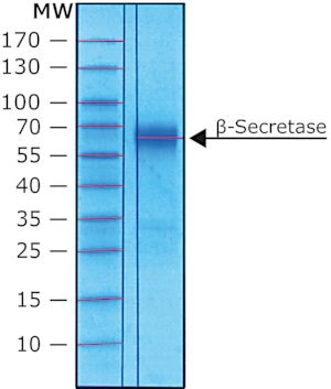 &#946;-Secretase human recombinant, expressed in HEK 293 cells (C-terminal FLAG tagged), extracellular domain, &#8805;10,000&#160;units/mg protein, &#8805;90% (SDS-PAGE), buffered aqueous solution