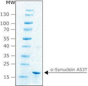 &#945;-シヌクレインA53T ヒト recombinant, expressed in E. coli, N-terminal histidine tagged, &#8805;90% (SDS-PAGE), lyophilized powder