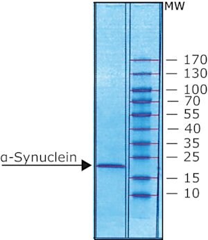 &#945;-シヌクレイン ヒト recombinant, expressed in E. coli, N-terminal histidine tagged, &#8805;90% (SDS-PAGE), lyophilized powder